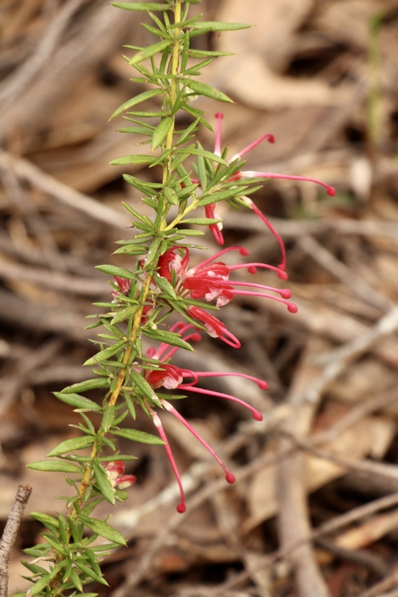 Lavender grevillea - Grevillea lavandulacea  Australia,Eamw flora,Geotagged,Grevillea lavandulacea,Lavender grevillea,Winter