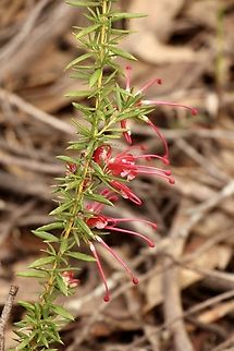 Lavender grevillea - Grevillea lavandulacea  Australia,Eamw flora,Geotagged,Grevillea lavandulacea,Lavender grevillea,Winter