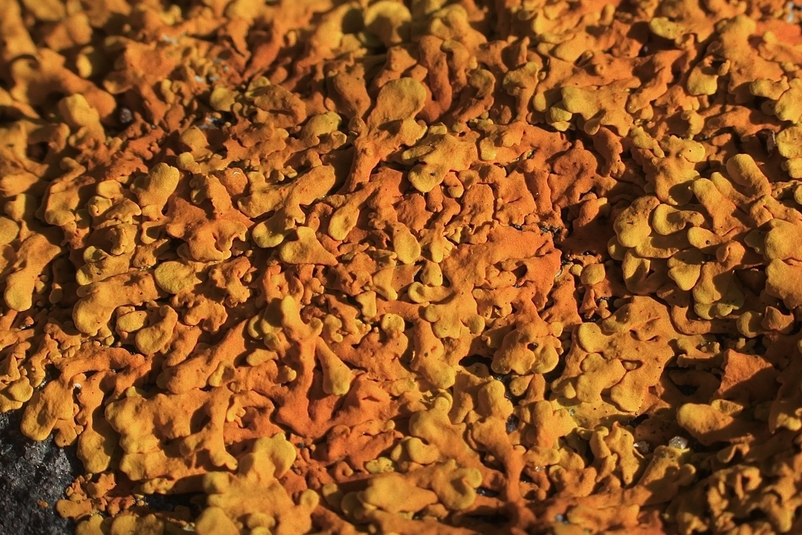 Common Coral-Lichen - Dufourea capensis Growing on Granit rock bolders. Australia,Cape Flame Lichen,Dufourea capensis,Eamw lichen,Geotagged,Spring