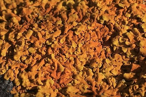 Common Coral-Lichen - Dufourea capensis Growing on Granit rock bolders. Australia,Cape Flame Lichen,Dufourea capensis,Eamw lichen,Geotagged,Spring