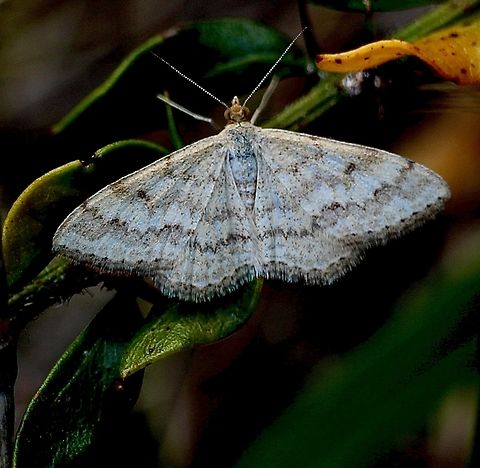 Scopula lydia Observed in coastal grassland. Australia,Eamw moth,Geotagged,Scopula lydia,Spring
