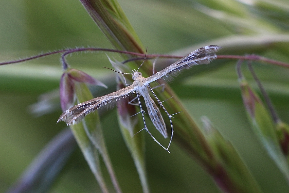 Stangeia xerodes Observed in coastal grassland. Australia,Eamw moth,Geotagged,Spring,Stangeia xerodes