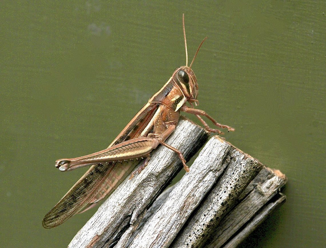 Spur-throated Locust - Austracris guttulosa When I found it in my garden it had only one hind leg . I had to cool it down in a fridge and set it up for a photo.  Austracris guttulosa,Australia,Eamw grasshoppers,Geotagged,Spring,Spur-throated locust