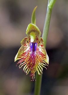 Mallee beard orchid - Calochilus pruinosus  Australia,Calochilus pruinosus,Eamw flora,Eamw orchids,Geotagged,Mallee beard orchid,Spring