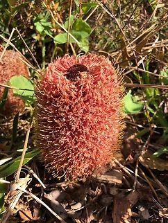 Banksia blechnifolia It occures in a small area in Western Australia ,but is often used in decorative roadside plantings  in other states. Australia,Banksia blechnifolia,Eamw Banksias,Eamw flora,Geotagged,Spring