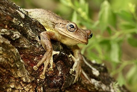 Cuban tree frog - Osteopilus septentrionalis  Cuban tree frog,Eamw frogs,Geotagged,Osteopilus septentrionalis,Summer,United States