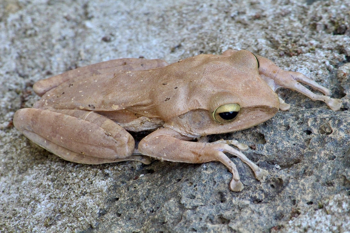Collett's Tree Frog - Polypedates colletti  Collette's Tree Frog,Eamw frogs,Geotagged,Polypedates colletti,Spring,Vietnam