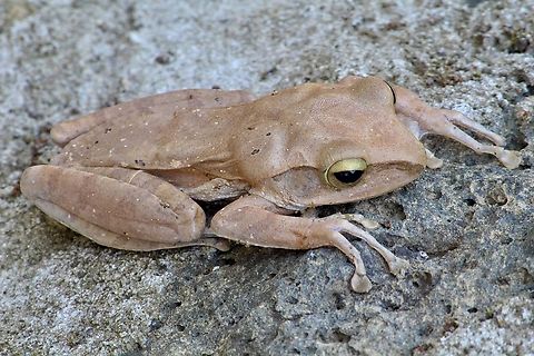 Collett's Tree Frog - Polypedates colletti  Collette's Tree Frog,Eamw frogs,Geotagged,Polypedates colletti,Spring,Vietnam