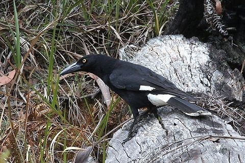 Pied Currawong - Strepera graculina  Australia,Eamw birds,Geotagged,Pied Currawong,Spring,Strepera graculina