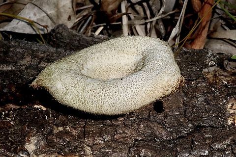 Hairy Trumpet Mushroom - Panus fasciatus  Australia,Eamw fungi,Geotagged,Hairy Trumpet Mushroom,Panus fasciatus,Spring