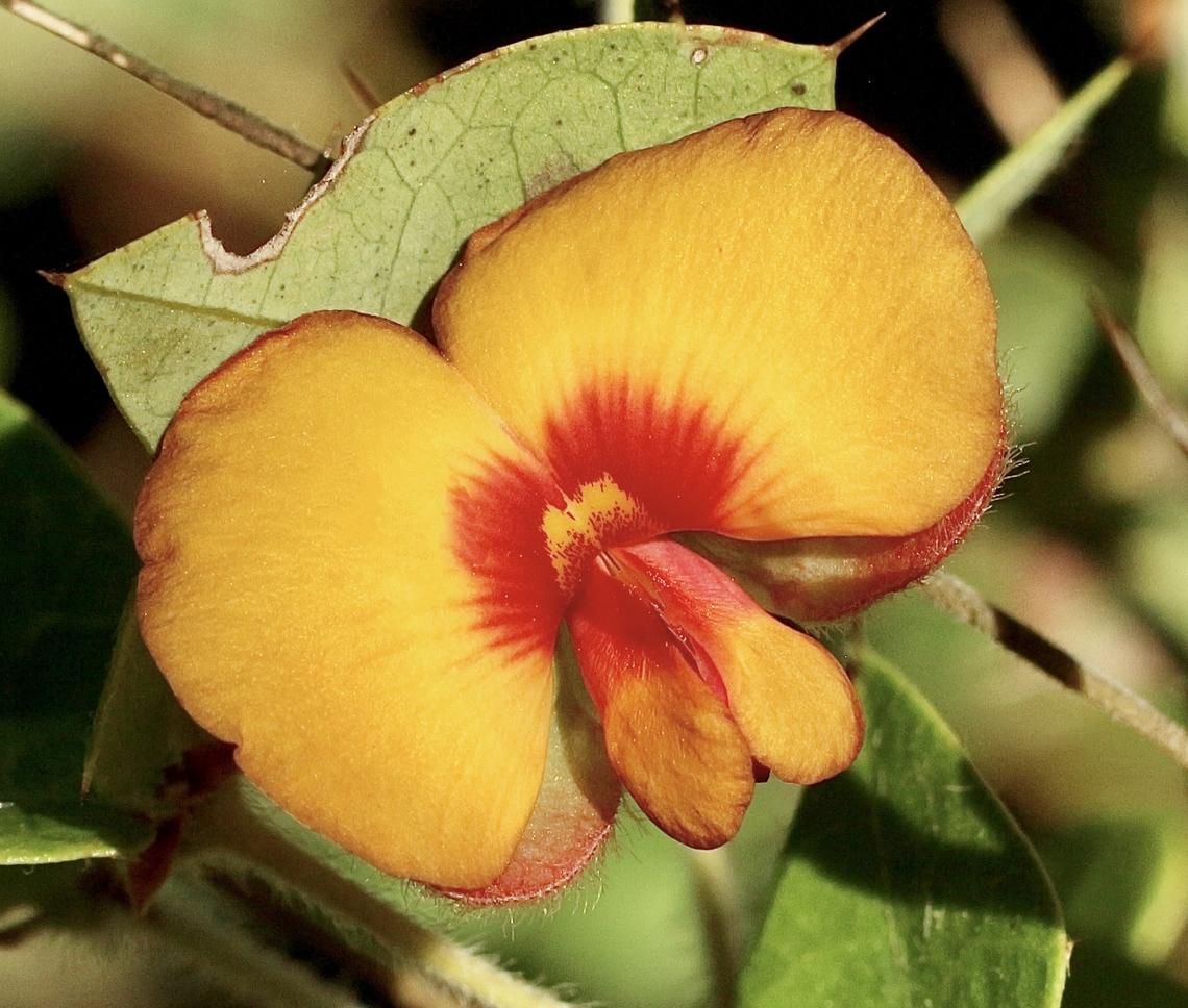Common Flat-Pea - Platylobium obtusangulum  Australia,Common Flat-pea,Eamw flora,Geotagged,Platylobium obtusangulum,Spring