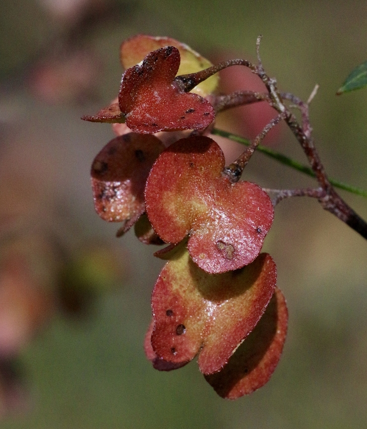 Sticky Hop-Bush - Dodonaea viscosa  Akeake,Australia,Dodonaea viscosa,Eamw flora,Geotagged,Winter