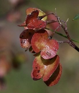 Sticky Hop-Bush - Dodonaea viscosa  Akeake,Australia,Dodonaea viscosa,Eamw flora,Geotagged,Winter