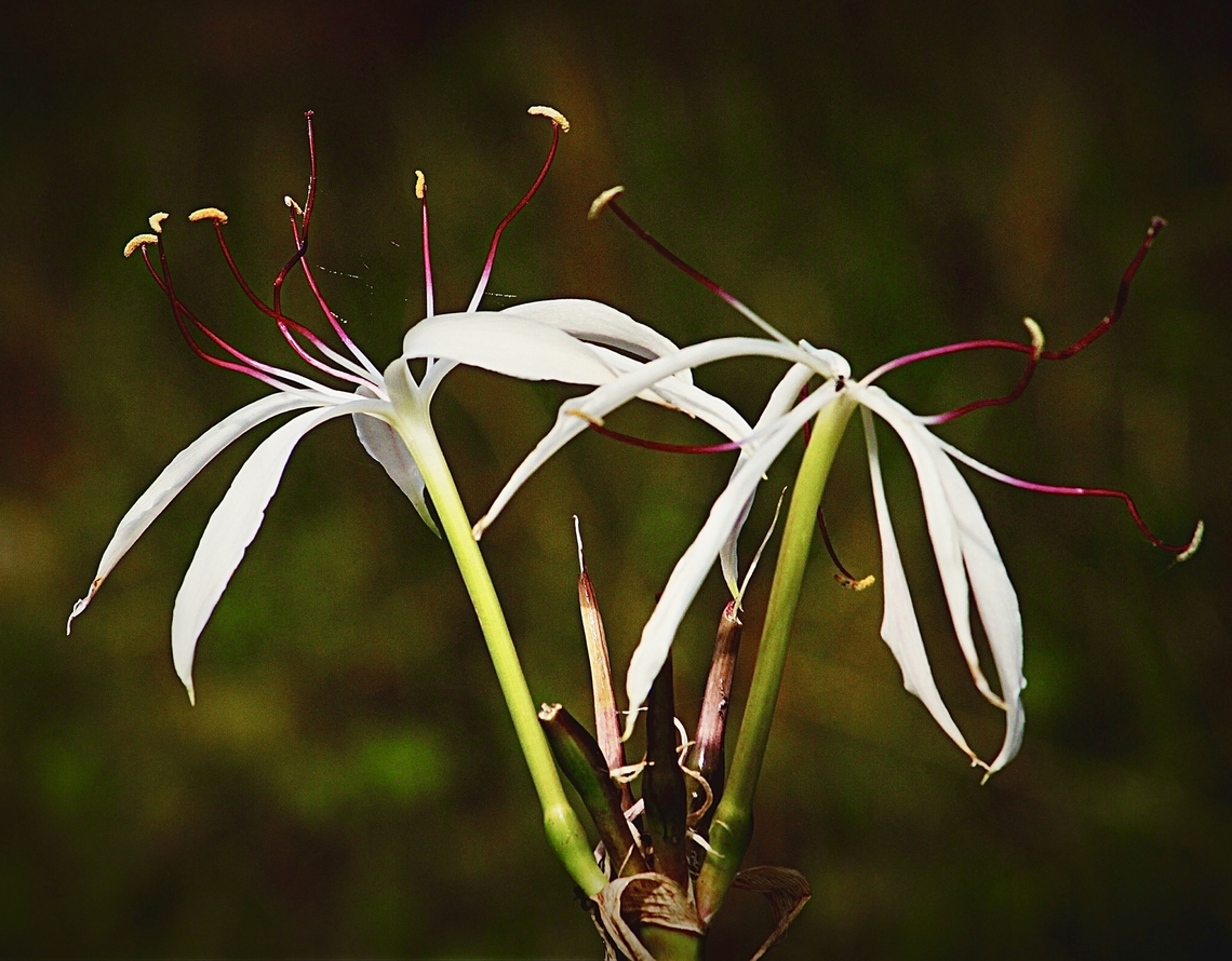 Tree Crinum - Crinum asiaticum  Australia,Crinum asiaticum,Eamw flora,Geotagged,Poison Bulb,Winter