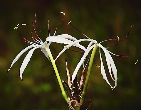 Tree Crinum - Crinum asiaticum  Australia,Crinum asiaticum,Eamw flora,Geotagged,Poison Bulb,Winter