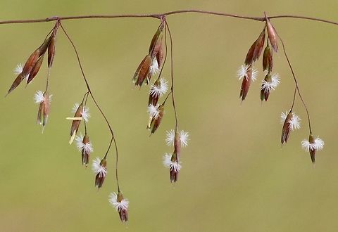 Unidentified native grass flowering.  Australia,Eamw flora,Eamw grasses,Geotagged,Spring