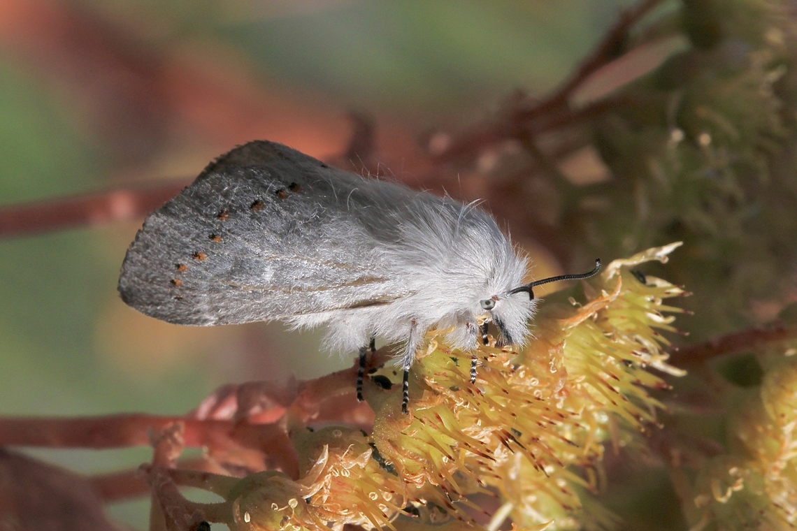Common Pinara - Pinara division Found the caterpillar several weeks ago. I decided to keep it and let it pupate . The moth emerged on the 8th October and I photographed it on the 9th October. Australia,Eamw moth,Geotagged,Pinara divisa,Spring
