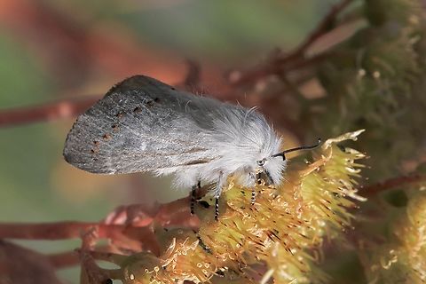 Common Pinara - Pinara division Found the caterpillar several weeks ago. I decided to keep it and let it pupate . The moth emerged on the 8th October and I photographed it on the 9th October. Australia,Eamw moth,Geotagged,Pinara divisa,Spring