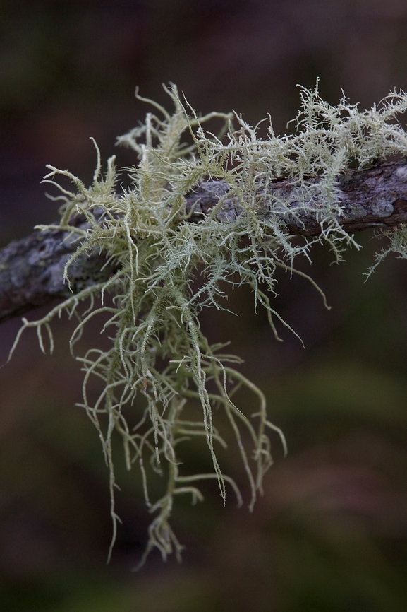 Inflated Beard-  Usnea cornuta  Australia,Eamw lichen,Geotagged,Usnea cornuta,Winter