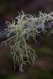 Inflated Beard-  Usnea cornuta  Australia,Eamw lichen,Geotagged,Usnea cornuta,Winter
