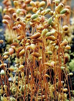 Moss in genus - Funaria  Australia,Eamw Moss,Eamw flora,Geotagged,Spring