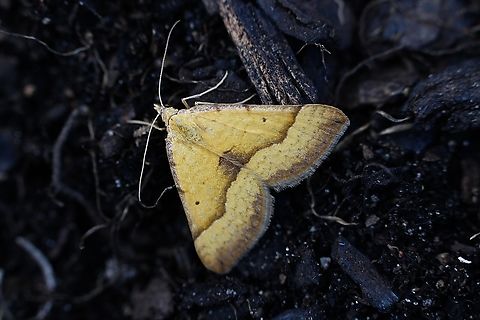 Golden Grass Carpet-  Anachloris subochraria Attracted to UV light  Anachloris subochraria,Australia,Eamw moth,Geotagged,Golden Grass Carpet,Spring