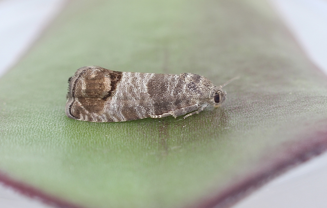 Codling Moth - Cydia pomonella Attracted to UV light Australia,Codling moth,Cydia pomonella,Eamw moth,Geotagged,Spring