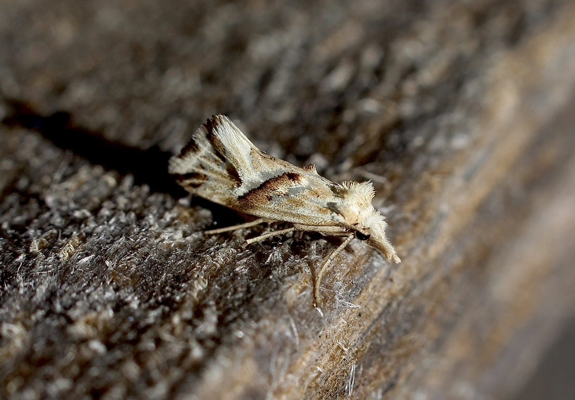 Heliocosma argyroleuca Attracted to UV light Australia,Eamw moth,Geotagged,Heliocosma argyroleuca,Spring