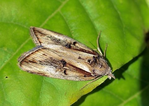 Unidentified Noctuoid moth. Attracted to UV light. Australia,Eamw moth,Encounter Bay SA,Geotagged,Spring,UVL