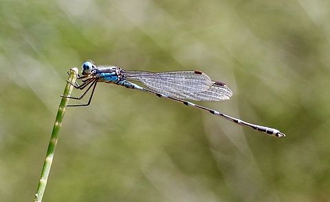 Wandering Ringtail - Austrolestes leda  Australia,Austrolestes leda,Bairnsdale Vic,Eamw dragonflies,Geotagged,Spring,Wandering Ringtail
