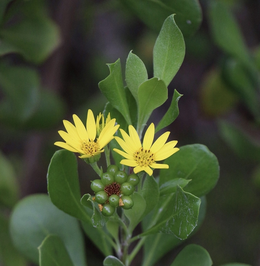 Bitou - Osteospermum moniliferum  Australia,Bietou,Eamw flora,Geotagged,Osteospermum moniliferum,Summer