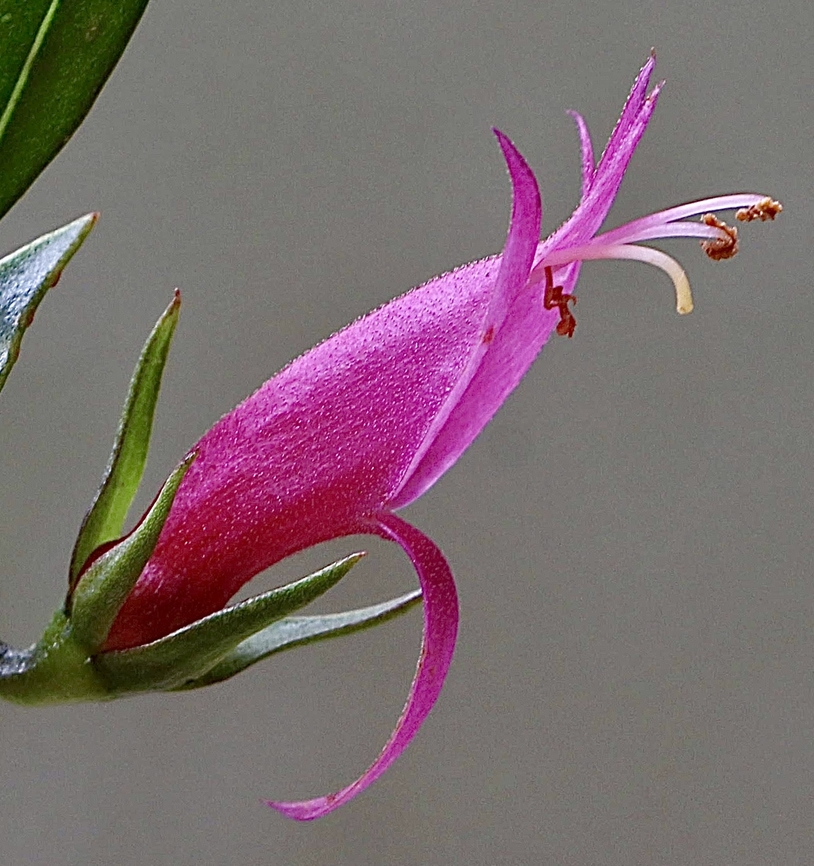 Genus Eremophila Often used in parkland and domestic plantings. Australia,Eamw flora,Fall,Geotagged
