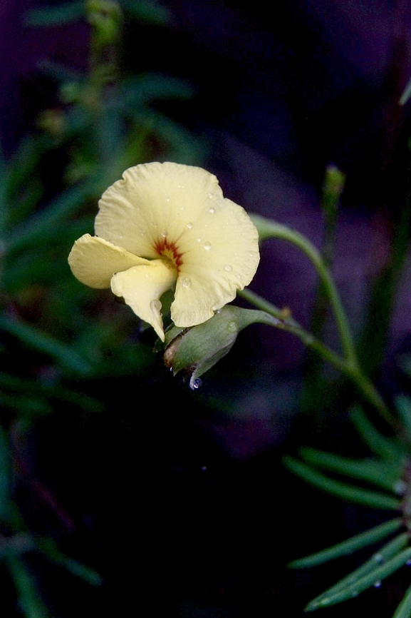 Pinnate Wedge Pea - Gompholobium pinnatum  Australia,Eamw flora,Geotagged,Gompholobium pinnatum,Pinnate wedge-pea,Summer