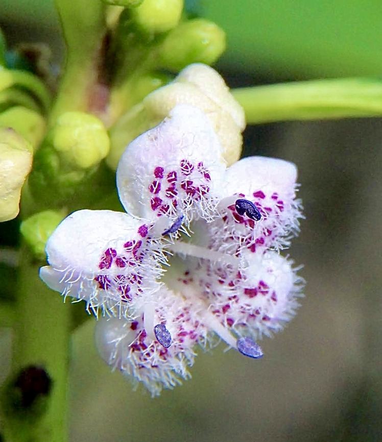 Ngaio - Myoporum laetum  Australia,Eamw flora,Geotagged,Myoporum laetum,Winter