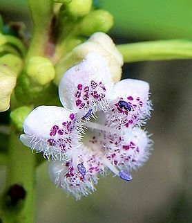 Ngaio - Myoporum laetum Australia,Eamw flora,Geotagged,Myoporum laetum,Winter