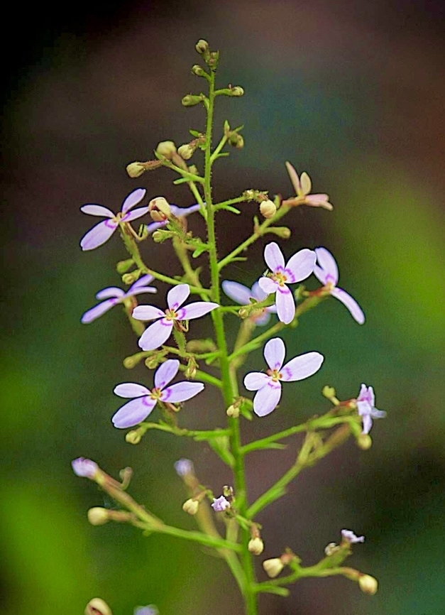 Giant trigger- plant  Stylidium laricifolium  Australia,Eamw flora,Geotagged,North Nowra Nsw,Spring,Stylidium laricifolium