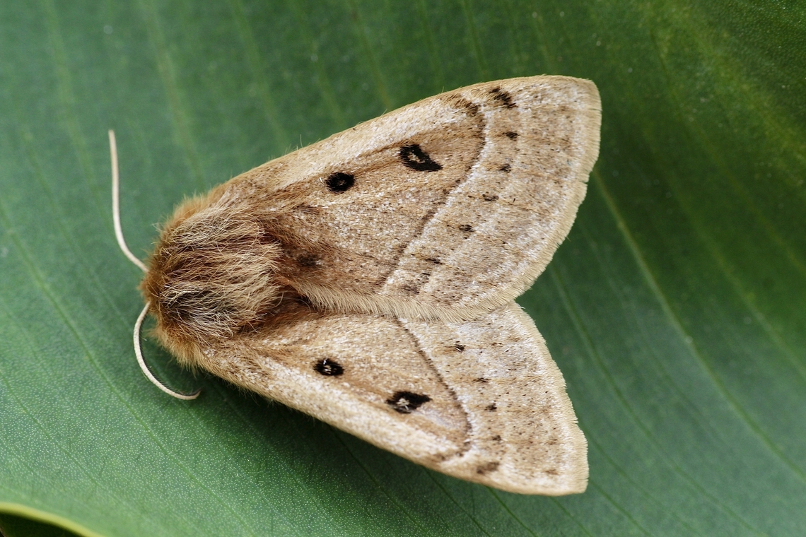 Eyespot Anthelid Moth - Anthela ocellata Attracted to UV light. Anthela ocellata,Australia,Eamw moth,Encounter Bay SA,Eyespot anthelid,Geotagged,Spring,UVL