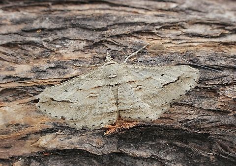 Forest bark moth - Syneora mundifera Attracted to UV light  Australia,Eamw moth,Encounter Bay SA,Geotagged,Spring,Syneora mundifera,UVL