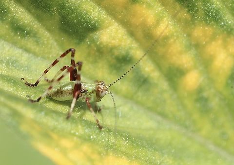 Common Garden Katydid - Caedicia simplex Nymph.Body only about 4-5 mm long. Australia,Caedica simplex,Caedicia simplex,Eamw crickets,Encounte Bay SA,Geotagged,Spring