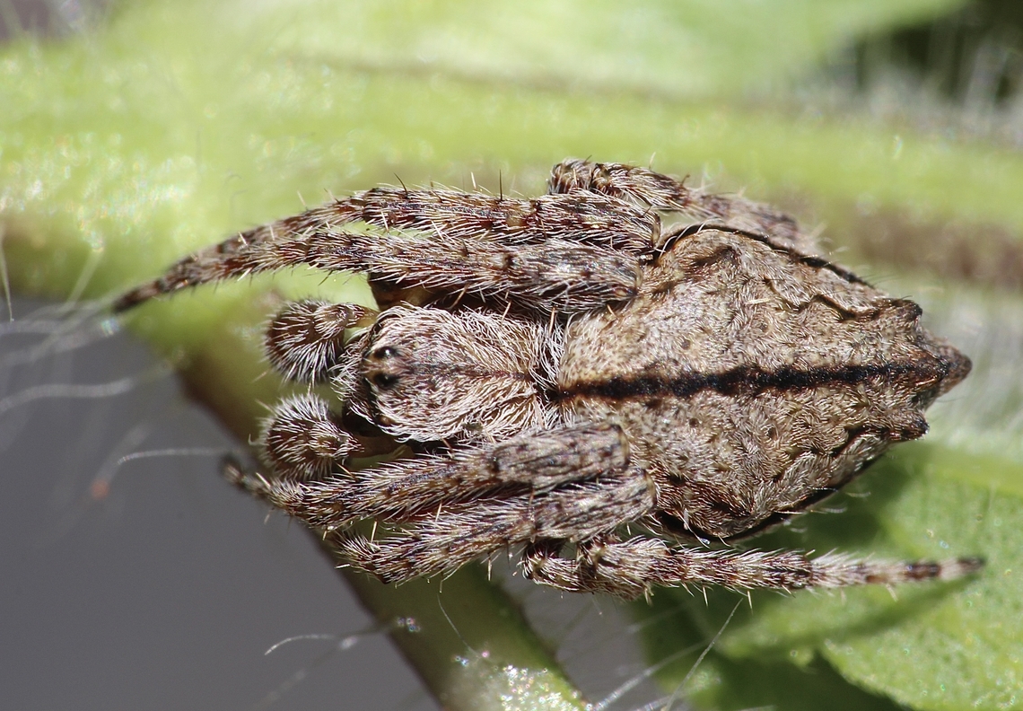 Knobbled Orbweaver-  Socca pustulosa  Australia,Eamw spiders,Encounter Bay SA,Geotagged,Socca pustulosa,Spring,UVL