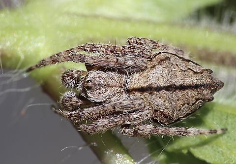 Knobbled Orbweaver-  Socca pustulosa  Australia,Eamw spiders,Encounter Bay SA,Geotagged,Socca pustulosa,Spring,UVL