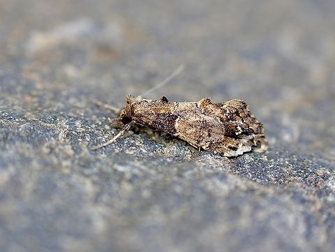 Cryptic snout moth - Arrade destituta  Arrade destituta,Australia,Eamw moth,Encounter Bay SA,Geotagged,Spring,UVL