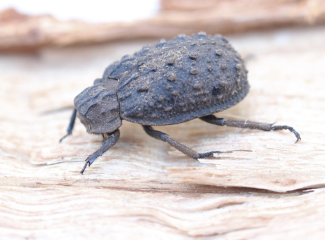 Unidentified species of Keratin bettle Attracted to UV light. Australia,Eamw beetles,Encounter Bay SA,Geotagged,Spring,UVL