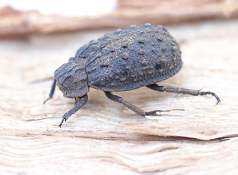 Unidentified species of Keratin bettle Attracted to UV light. Australia,Eamw beetles,Encounter Bay SA,Geotagged,Spring,UVL