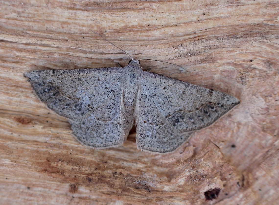 Taxeotis perlinearia Attracted to UV light. Australia,Eamw moth,Encounter Bay SA,Geotagged,Spring,Taxeotis perlinearia,UVL