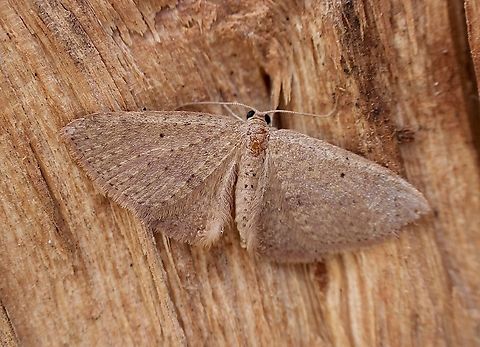 Native Cranberry Moth - Poecilasthena pulchraria  Australia,Eamw moth,Encounter Bay SA,Geotagged,Native Cranberry Moth,Poecilasthena pulchraria,Spring,UVL