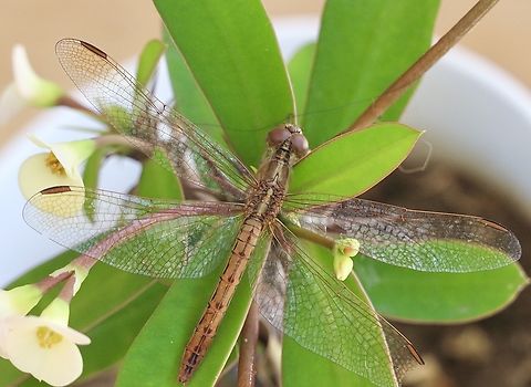 Black-headed skimmer - Crocothemis nigrifrons  Australia,Black-headed skimmer,Crocothemis nigrifrons,Eamw dragonflies,Fall,Geotagged,Illaroo NSW
