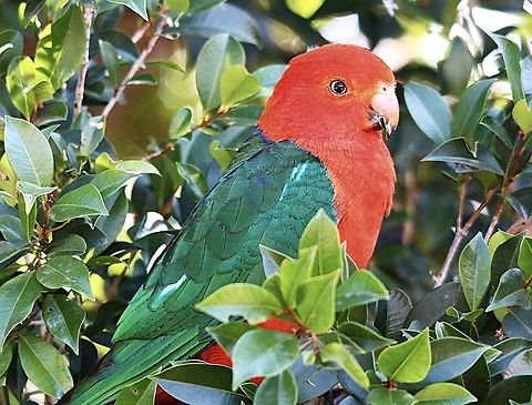 Australian king parrot - Alisterus scapularis  Alisterus scapularis,Australia,Australian king parrot,Eamw birds,Geotagged,Mundoolun QLD,Winter