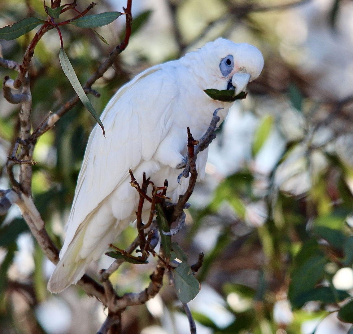 Little Corella - Cacatua sanguinea The blue tinch in the plumage is mostlikely a reflection from the sky.  Australia,Cacatua sanguinea,Eamw birds,Fall,Geotagged,Little Corella,Macclesfield SA