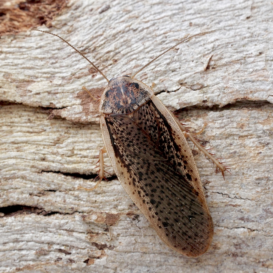Calolampra irrorata Attracted to UV light Australia,Calolampra irrorata,Eamw cockroaches,Encounter Bay SA,Geotagged,Spring